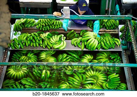 Handling and packaging of bananas, San Andres y Sauces, La Palma, Canary Island, Spain. View Large Photo Image Stock Photo - Handling and packaging of bananas, San Andres y Sauces, La Palma, Canary Island, Spain.. Fotosearch