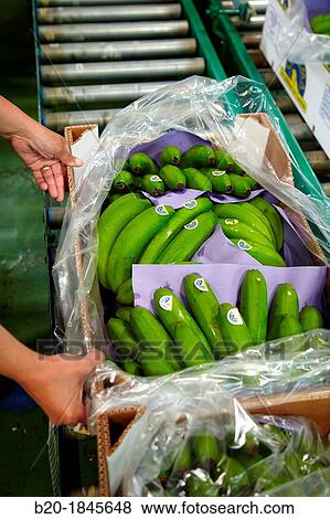 Handling and packaging of bananas, San Andres y Sauces, La Palma, Canary Island, Spain. View Large Photo Image Stock Photo - Handling and packaging of bananas, San Andres y Sauces, La Palma, Canary Island, Spain.. Fotosearch