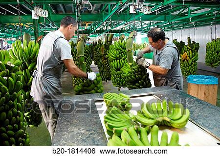 Handling and packaging of bananas, San Andres y Sauces, La Palma, Canary Island, Spain. View Large Photo Image Stock Photograph - Handling and packaging of bananas, San Andres y Sauces, La Palma, Canary Island, Spain.. Fotosearch