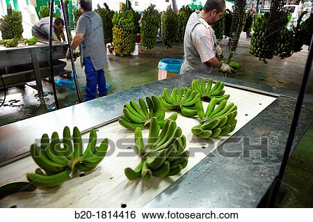 Stock Photograph - Handling and packaging of bananas, San Andres y Sauces, La Palma, Canary Island, Spain.. Fotosearch