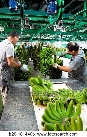Handling and packaging of bananas, San Andres y Sauces, La Palma, Canary Island, Spain. View Large Photo Image Stock Photography - Handling and packaging of bananas, San Andres y Sauces, La Palma, Canary Island, Spain.. Fotosearch