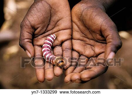 Hands holding an example of aboriginal bush tucker in the form of a witchety grub View Large Photo Image Stock Photo - Hands holding an example of aboriginal bush tucker in the form of a witchety grub. Fotosearch