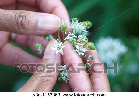 Stock Image - Hands holding flowers. Fotosearch