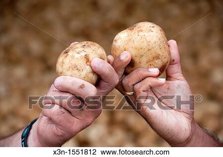 Hands holding potatoes freshly harvested from potato farm View Large Photo Image Stock Image - Hands holding potatoes freshly harvested from potato farm. Fotosearch