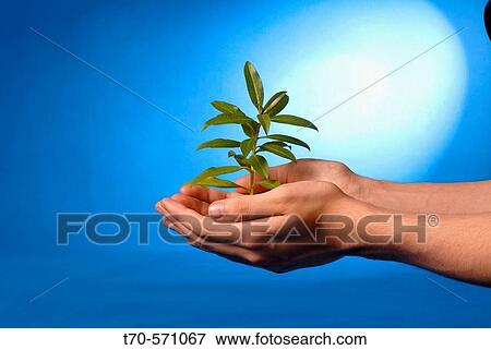 Hands holding seedling View Large Photo Image Stock Photo - Hands holding seedling. Fotosearch