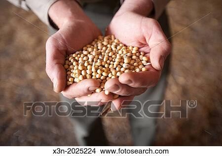 Picture - Hands Holding Soybeans. Poolesville Maryland USA. Fotosearch