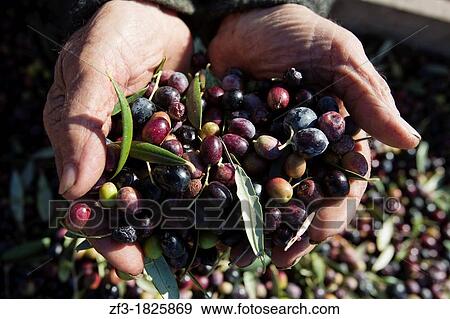 Stock Photo - Hands of an old farmer with some olives. Fotosearch