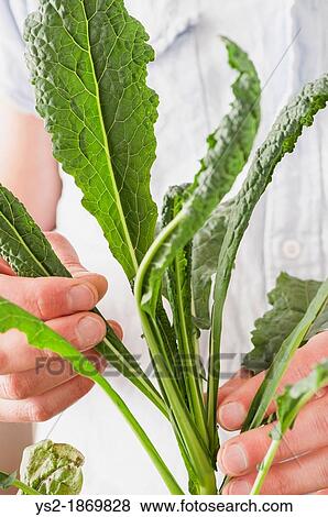 Hands of man checking the growth of the green leaves of a colewort plant View Large Photo Image Stock Photo - Hands of man checking the growth of the green leaves of a colewort plant. Fotosearch