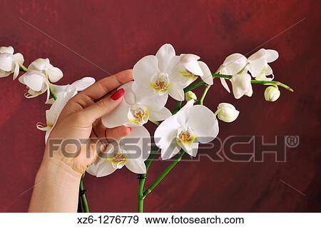 Hands of young woman stroking an orchid View Large Photo Image Stock Photo - Hands of young woman stroking an orchid. Fotosearch