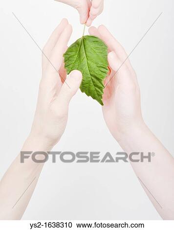 Hands shielding a green leaf View Large Photo Image Stock Image - Hands shielding a green leaf. Fotosearch