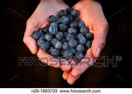 Stock Image - Hands with sloes harvested.. Fotosearch