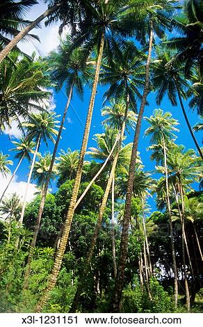 Hane Huka Marquesas Islands French Polynesian View Large Photo Image Stock Image - Hane Huka Marquesas Islands French Polynesian. Fotosearch