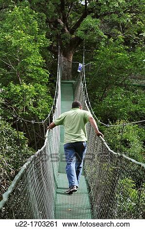 Hanging bridge in the forest by Buena Vista Lodge, near Liberia, Guanacaste Costa Rica View Large Photo Image Stock Image - Hanging bridge in the forest by Buena Vista Lodge, near Liberia, Guanacaste Costa Rica. Fotosearch