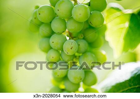 Hanging Green Grapes. Northeast Pennsylvania USA View Large Photo Image Picture - Hanging Green Grapes. Northeast Pennsylvania USA. Fotosearch