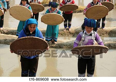 Hani Akha women sifting rice at a festival in Yuanyang China View Large Photo Image Stock Photo - Hani Akha women sifting rice at a festival in Yuanyang China. Fotosearch