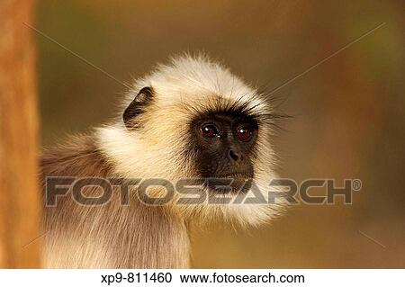 Hanuman Langur. Nagarhole National Park, Karnataka, India View Large Photo Image Stock Image - Hanuman Langur. Nagarhole National Park, Karnataka, India. Fotosearch