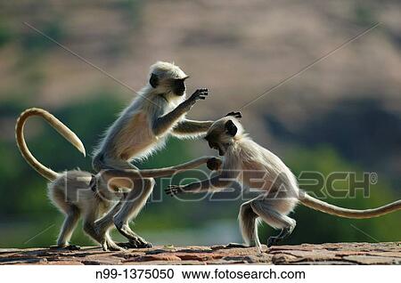 Hanuman langur Presbytis entellus, Common langur, Grey langur, group of playing cubs, Mandore Garden, Jodhpur, Rajasthan, India View Large Photo Image Stock Image - Hanuman langur Presbytis entellus, Common langur, Grey langur, group of playing cubs, Mandore Garden, Jodhpur, Rajasthan, India. Fotosearch