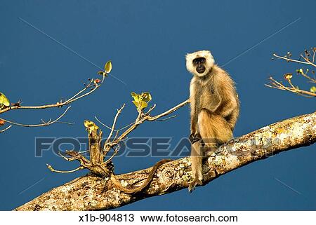 Hanuman langur Presbytis entellus against rainclouds Corbett National Park, India View Large Photo Image Stock Image - Hanuman langur Presbytis entellus against rainclouds Corbett National Park, India. Fotosearch