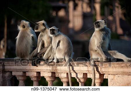 Hanuman langur Presbytis entellus, Common langur, Grey langur, group sitting on balustrade in front of Mandore temples, Mandore Garden, Jodhpur, Rajasthan, India View Large Photo Image Stock Photo - Hanuman langur Presbytis entellus, Common langur, Grey langur, group sitting on balustrade in front of Mandore temples, Mandore Garden, Jodhpur, Rajasthan, India. Fotosearch