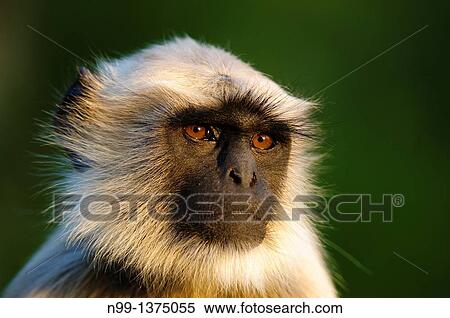 Hanuman langur Presbytis entellus, Common langur, Grey langur, portrait of adult, Mandore Garden, Jodhpur, Rajasthan, India View Large Photo Image Stock Photography - Hanuman langur Presbytis entellus, Common langur, Grey langur, portrait of adult, Mandore Garden, Jodhpur, Rajasthan, India. Fotosearch
