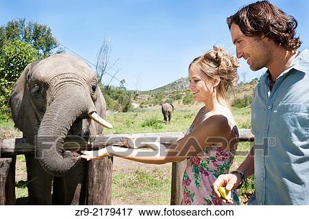 Happy couple in early 20's feeding an African elephant, Botlierskop Game Reserve, Mosselbay, South Africa. View Large Photo Image Stock Photo - Happy couple in early 20's feeding an African elephant, Botlierskop Game Reserve, Mosselbay, South Africa.. Fotosearch