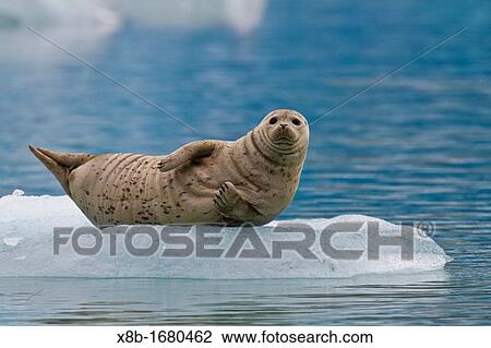 Stock Image - Harbor seal Phoca vitulina hauled out on ice calved from the South Sawyer Glacier in the Tracy Arm-Ford's Terror Wilderness area, Southeast Alaska, USA. Fotosearch