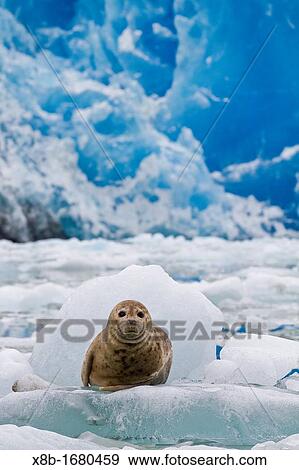 Stock Photo - Harbor seal Phoca vitulina hauled out on ice calved from the South Sawyer Glacier in the Tracy Arm-Ford's Terror Wilderness area, Southeast Alaska, USA. Fotosearch