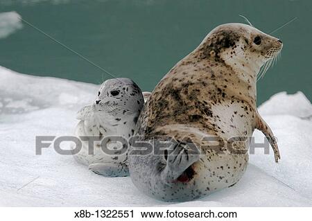 Stock Image - Harbor Seal Phoca vitulina mother and pup on ice calved from the Sawyer Glaciers in Tracy arm, Southeast Alaska, USA Pacific Ocean. Fotosearch