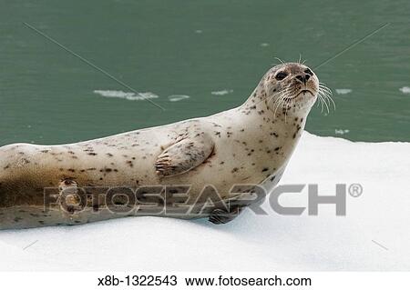 Harbor Seal Phoca vitulina mother note the wet nipples where her pup has been nursing on ice calved from the Sawyer Glaciers in Tracy arm, Southeast Alaska, USA Pacific Ocean View Large Photo Image Stock Image - Harbor Seal Phoca vitulina mother note the wet nipples where her pup has been nursing on ice calved from the Sawyer Glaciers in Tracy arm, Southeast Alaska, USA Pacific Ocean. Fotosearch