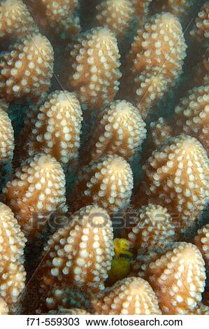 Hard coral detail (Acropora sp. ) and christmas tree worm. Ha? apai Group, Tonga. South Pacific Ocean. View Large Photo Image Stock Image - Hard coral detail (Acropora sp. ) and christmas tree worm. Ha? apai Group, Tonga. South Pacific Ocean.. Fotosearch