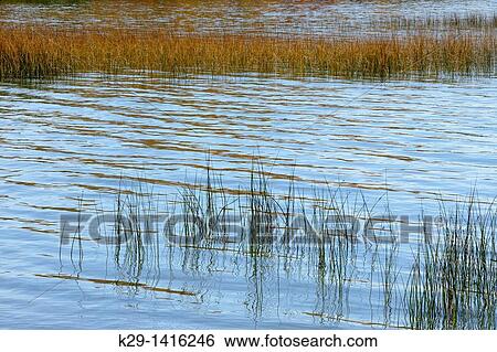 Hard-stemmed bullrush (Schoenoplectus acutus) colony in Lake Mindemoya Manitoulin Island, Ontario View Large Photo Image Stock Photograph - Hard-stemmed bullrush (Schoenoplectus acutus) colony in Lake Mindemoya Manitoulin Island, Ontario. Fotosearch