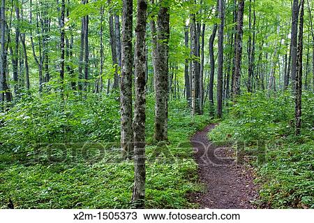 Hardwood forest along the Osseo Trail in Lincoln, New Hampshire USA This area was part Camp 8 along the old East Branch & Lincoln Railroad, which was a logging railroad in operation from 1893 - 1948 View Large Photo Image Stock Image - Hardwood forest along the Osseo Trail in Lincoln, New Hampshire USA This area was part Camp 8 along the old East Branch & Lincoln Railroad, which was a logging railroad in operation from 1893 - 1948. Fotosearch
