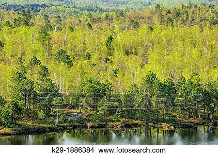 Hardwood trees and emerging spring foliage on the shore of a small lake, with pines, Greater Sudbury, Ontario, Canada View Large Photo Image Picture - Hardwood trees and emerging spring foliage on the shore of a small lake, with pines, Greater Sudbury, Ontario, Canada. Fotosearch