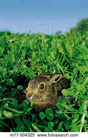 Stock Photography - Hare in the green grass (Lepus europaeus), B? stad. Sk? ne. Sweden.. Fotosearch