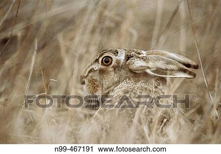Hare (Lepus capensis europaeus) sitting in dry grass. Spring. National Park of the Lake of Neusiedel. Austria. View Large Photo Image Stock Image - Hare (Lepus capensis europaeus) sitting in dry grass. Spring. National Park of the Lake of Neusiedel. Austria.. Fotosearch