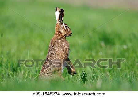 Hare Lepus europaeus, standing and stretching out tongue, Bavaria View Large Photo Image Picture - Hare Lepus europaeus, standing and stretching out tongue, Bavaria. Fotosearch