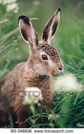 Stock Photograph - Hare (Lepus europaeus). Fotosearch