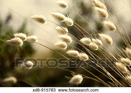 Hare? s-tail Lagurus ovatus View Large Photo Image Stock Image - Hare? s-tail Lagurus ovatus. Fotosearch