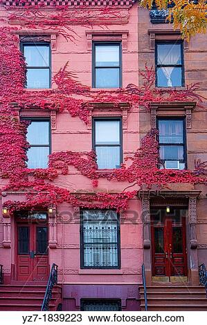 Harlem Brownstone side by side with pink ivy, New York, USA View Large Photo Image Stock Image - Harlem Brownstone side by side with pink ivy, New York, USA. Fotosearch
