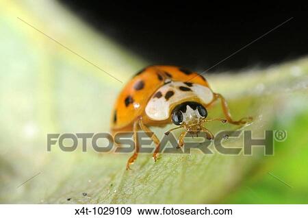 harlequin ladybird Harmonia axyridis on leaf View Large Photo Image Stock Photo - harlequin ladybird Harmonia axyridis on leaf. Fotosearch