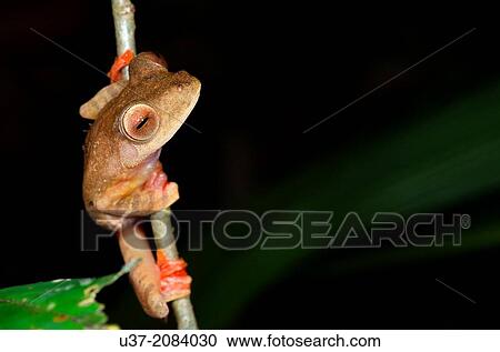 Harlequin tree frog Rhacophorus pardalis. Image taken at Kubah National Park, Sarawak, Malaysia. View Large Photo Image Stock Image - Harlequin tree frog Rhacophorus pardalis. Image taken at Kubah National Park, Sarawak, Malaysia.. Fotosearch