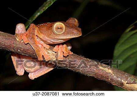 Harlequin tree frog Rhacophorus pardalis. Image taken at Kubah National Park, Sarawak, Malaysia. View Large Photo Image Stock Image - Harlequin tree frog Rhacophorus pardalis. Image taken at Kubah National Park, Sarawak, Malaysia.. Fotosearch