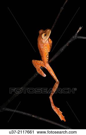 Harlequin tree frog Rhacophorus pardalis. Image taken at Kubah National Park, Sarawak, Malaysia. View Large Photo Image Stock Image - Harlequin tree frog Rhacophorus pardalis. Image taken at Kubah National Park, Sarawak, Malaysia.. Fotosearch