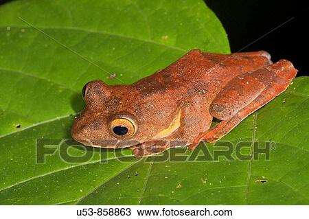 Harlequin Tree Frog, Rhacophorus pardalis, Danum Valley, Sabah, Borneo, Malaysia View Large Photo Image Stock Image - Harlequin Tree Frog, Rhacophorus pardalis, Danum Valley, Sabah, Borneo, Malaysia. Fotosearch