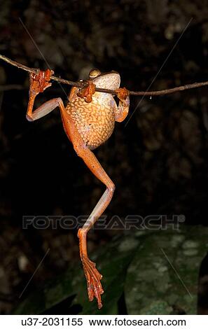 Harlequin tree frog Rhacophorus pardalis. Image taken at Kubah National Park, Sarawak, Malaysia. 1015 View Large Photo Image Stock Photography - Harlequin tree frog Rhacophorus pardalis. Image taken at Kubah National Park, Sarawak, Malaysia. 1015. Fotosearch