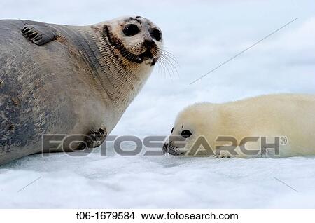 Harp seal female with pup yellowcoat Phoca groenlandicus Magdalen Islands, Quebec, Canada View Large Photo Image Picture - Harp seal female with pup yellowcoat Phoca groenlandicus Magdalen Islands, Quebec, Canada. Fotosearch
