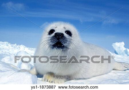 Harp Seal, pagophilus groenlandicus, Pup laying on Ice floe, Magdalena Island in Canada View Large Photo Image Stock Photo - Harp Seal, pagophilus groenlandicus, Pup laying on Ice floe, Magdalena Island in Canada. Fotosearch