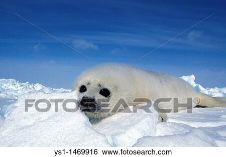 Harp Seal, pagophilus groenlandicus, Pup standing on Icefield, Magdalena Island in Canada View Large Photo Image Stock Photograph - Harp Seal, pagophilus groenlandicus, Pup standing on Icefield, Magdalena Island in Canada. Fotosearch