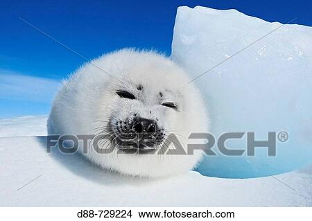 Harp Seal (Phoca groenlandica), pup. Magdalen Islands, Quebec, Canada View Large Photo Image Picture - Harp Seal (Phoca groenlandica), pup. Magdalen Islands, Quebec, Canada. Fotosearch