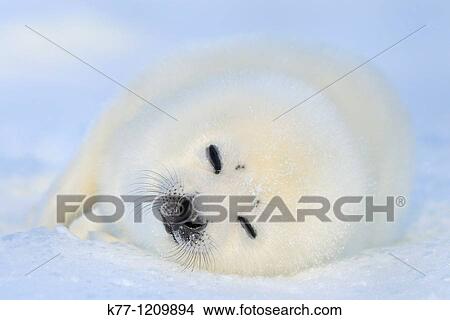 Harp Seal (Phoca groenlandica), pup, Magdalen Islands, Qu? bec, Canada View Large Photo Image Picture - Harp Seal (Phoca groenlandica), pup, Magdalen Islands, Qu? bec, Canada. Fotosearch